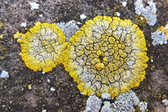 Candelariella medians