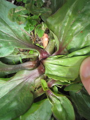 Plantago rugelii