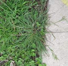 Poa bulbosa