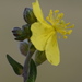 Hoary Rock-Rose - Photo (c) Giovanni Perico, some rights reserved (CC BY-NC), uploaded by Giovanni Perico
