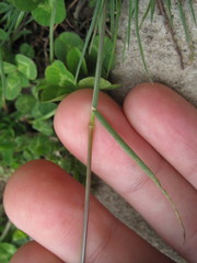 Poa bulbosa
