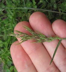 Poa bulbosa