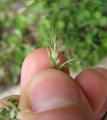 Poa bulbosa