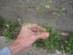 Arabidopsis thaliana
