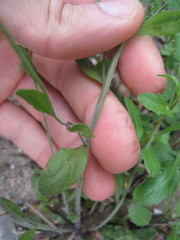 Arabidopsis thaliana