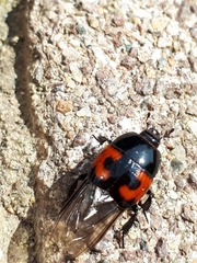 Hister quadrimaculatus