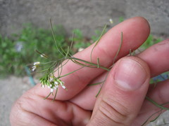 Arabidopsis thaliana
