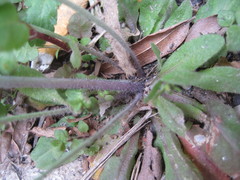 Arabidopsis thaliana