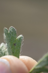Potentilla pusilla