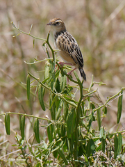 Cisticola brunnescens