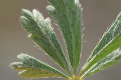 Potentilla pusilla