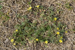 Potentilla pusilla