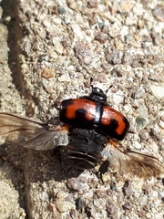 Hister quadrimaculatus