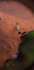 Insecta