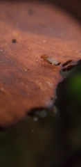Insecta