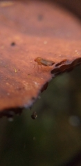 Insecta