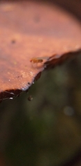 Insecta