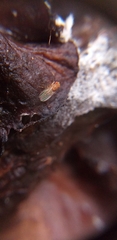 Insecta