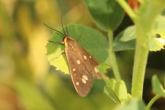 Dysauxes punctata