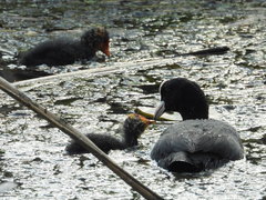 Fulica atra