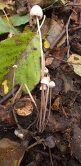 Fungi