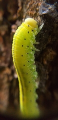 Symphyta