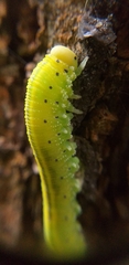 Symphyta