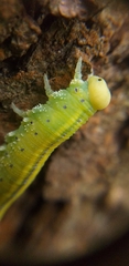 Symphyta