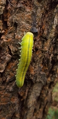 Symphyta