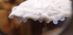 Amaropostia stiptica
