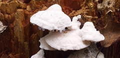 Amaropostia stiptica