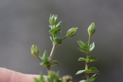 Arenaria leptoclados