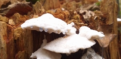 Amaropostia stiptica