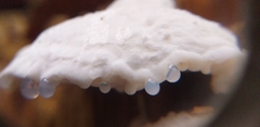 Amaropostia stiptica