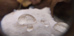 Amaropostia stiptica