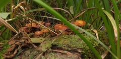 Fungi