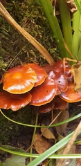 Fungi