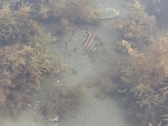 Urobatis concentricus