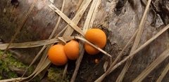 Fungi