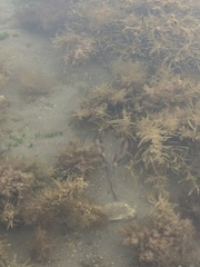 Urobatis concentricus