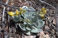 Physaria kingii