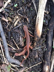 Pleurodelinae