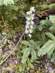 Spiranthes arcisepala