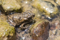 Incilius perplexus