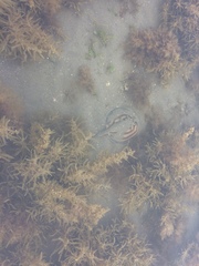 Urobatis concentricus