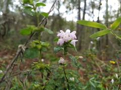 Clinopodium carolinianum