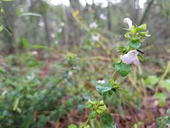 Clinopodium carolinianum