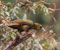 Psarocolius atrovirens