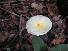 Leucocoprinus fragilissimus image
