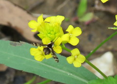 Bombylius pulchellus